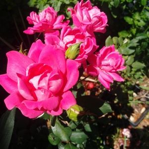 Meet your Posher, Heissell